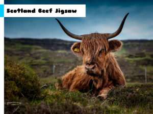 Scotland Beef Jigsaw Puzzle Game